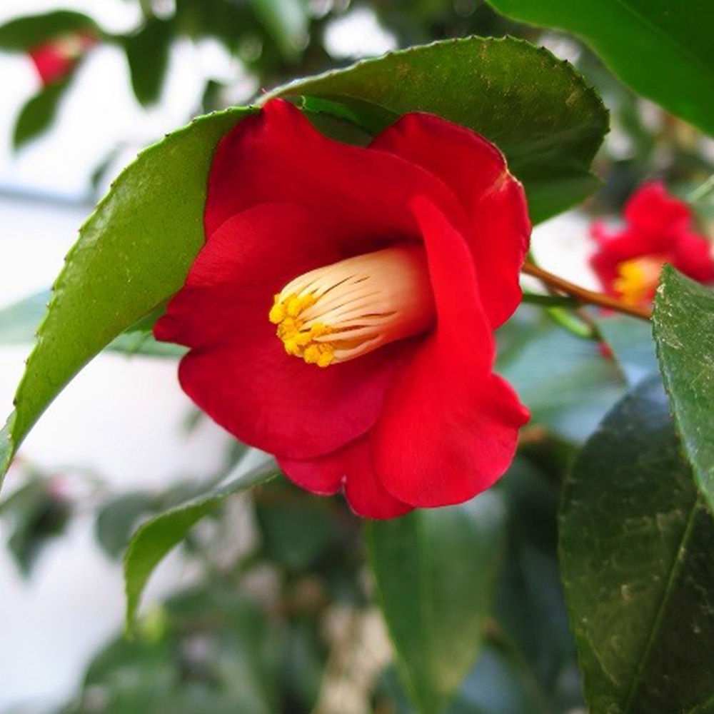 ツバキ (Camellia japonica)