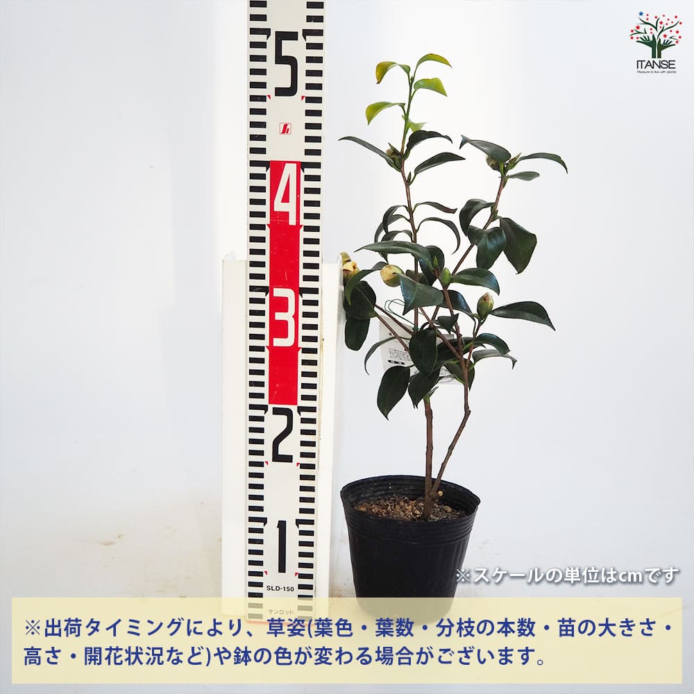 椿(ツバキ)の苗木 白卜伴 【花木苗 4～4.5号／1個売り】｜ 【植物の