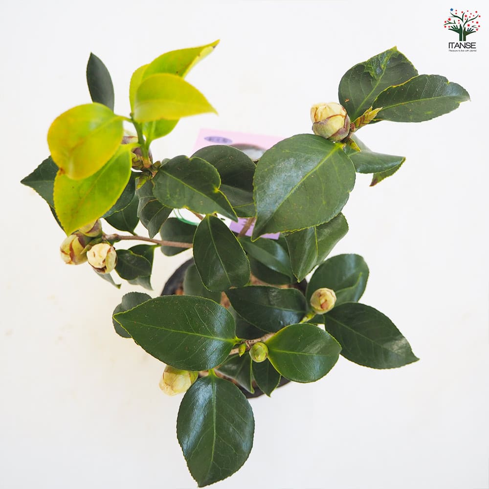 椿(ツバキ)の苗木 白卜伴 【花木苗 4～4.5号／1個売り】｜ 【植物の