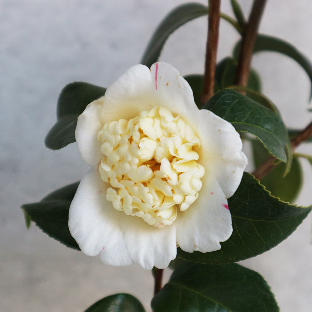 椿(ツバキ)の苗木 白卜伴 【花木苗 4～4.5号／1個売り】｜ 【植物の