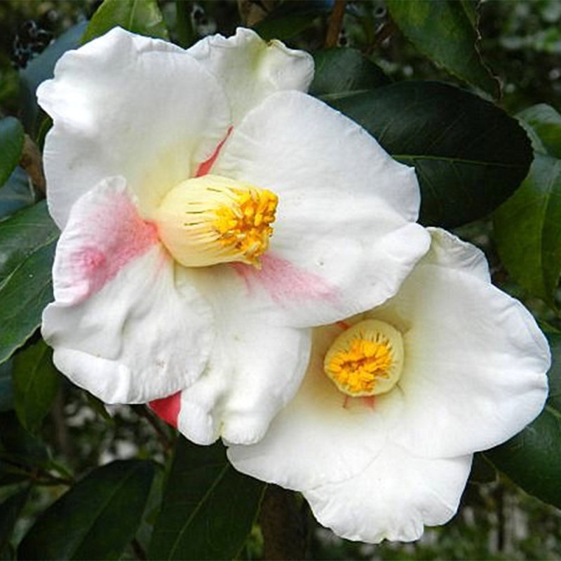 椿(ツバキ)の苗木 品種:秋の山(アキノヤマ)【庭木 4号ポット苗／1個