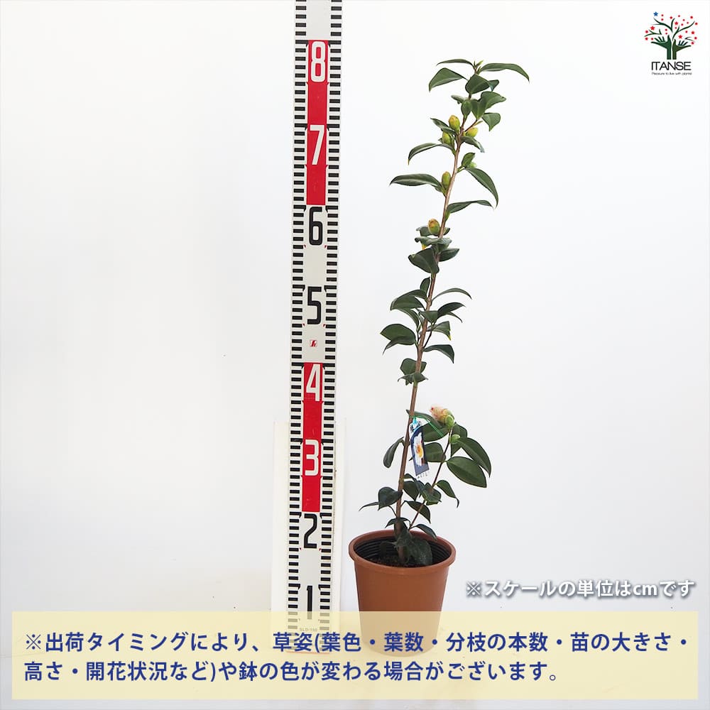 黄山　椿　接木苗　鉢底約135cm 黄山 椿 接木苗 鉢底約135cmの通販はau PAY マーケット - 輸入雑貨の