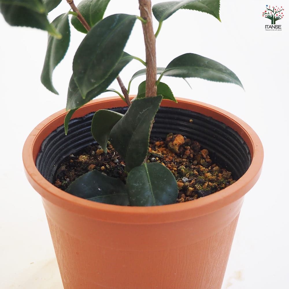 ハラン　葉蘭　椿　ツバキ　苗　寄せ植え 楽天市場】【10%OFFクーポン対象！〜10/20】【現品・一点物No