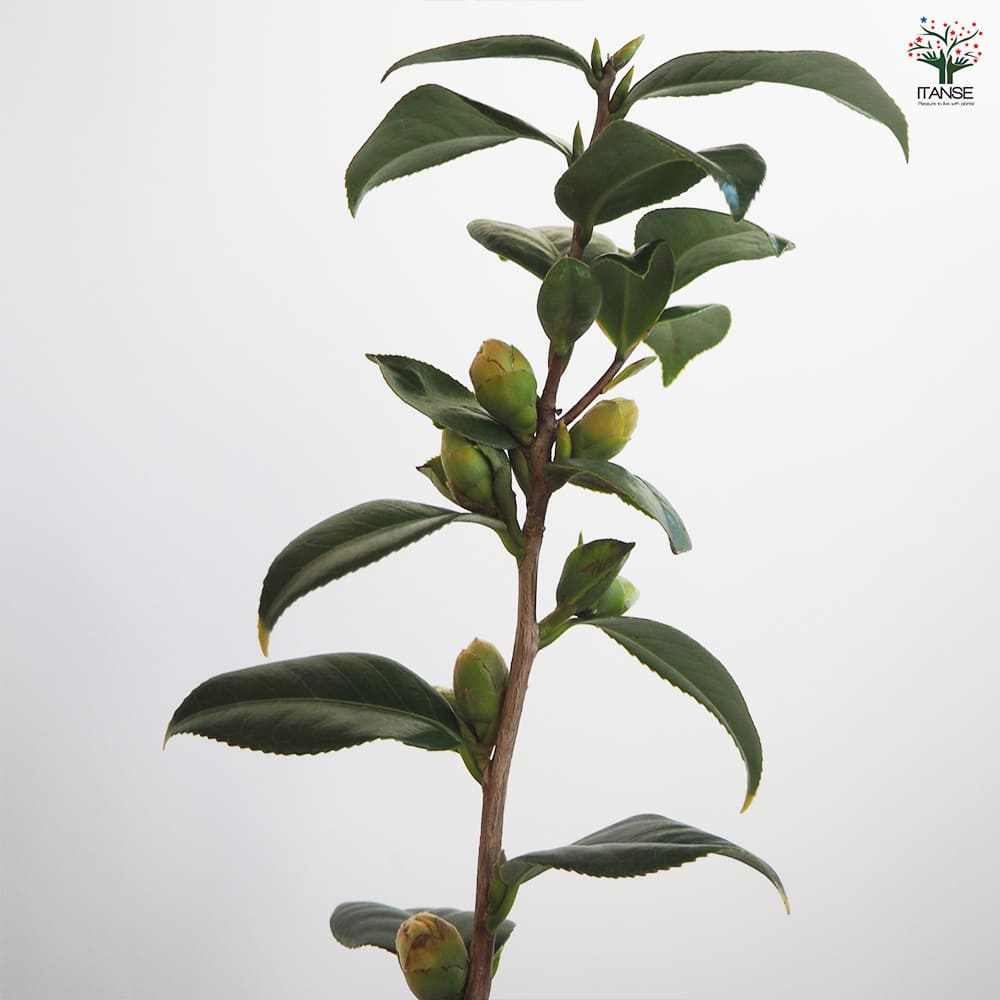 椿(ツバキ)の苗木 秋の山 Lサイズ 【花木苗 5号／1個売り】｜ 【植物の
