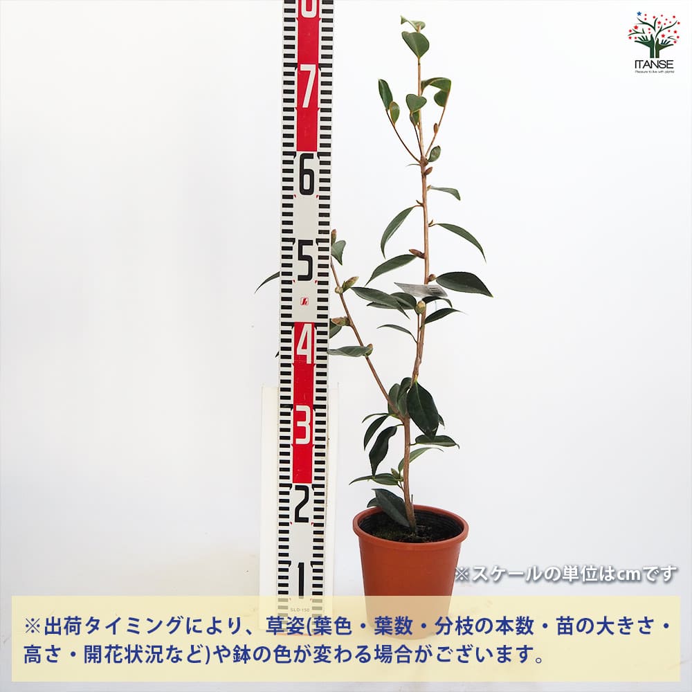 椿(ツバキ)の苗木 太郎冠者 Lサイズ 【花木苗 5号／1個売り】｜ 【植物