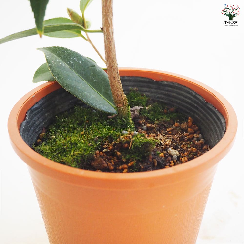 椿(ツバキ)の苗木 太郎冠者 Lサイズ 【花木苗 5号／1個売り】｜ 【植物