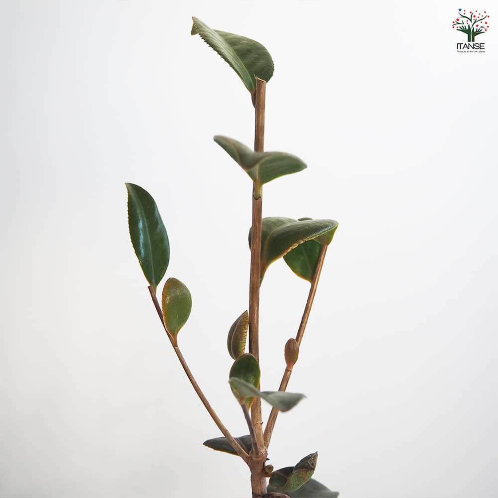 椿(ツバキ)の苗木 太郎冠者 Lサイズ 【花木苗 5号／1個売り】｜ 【植物