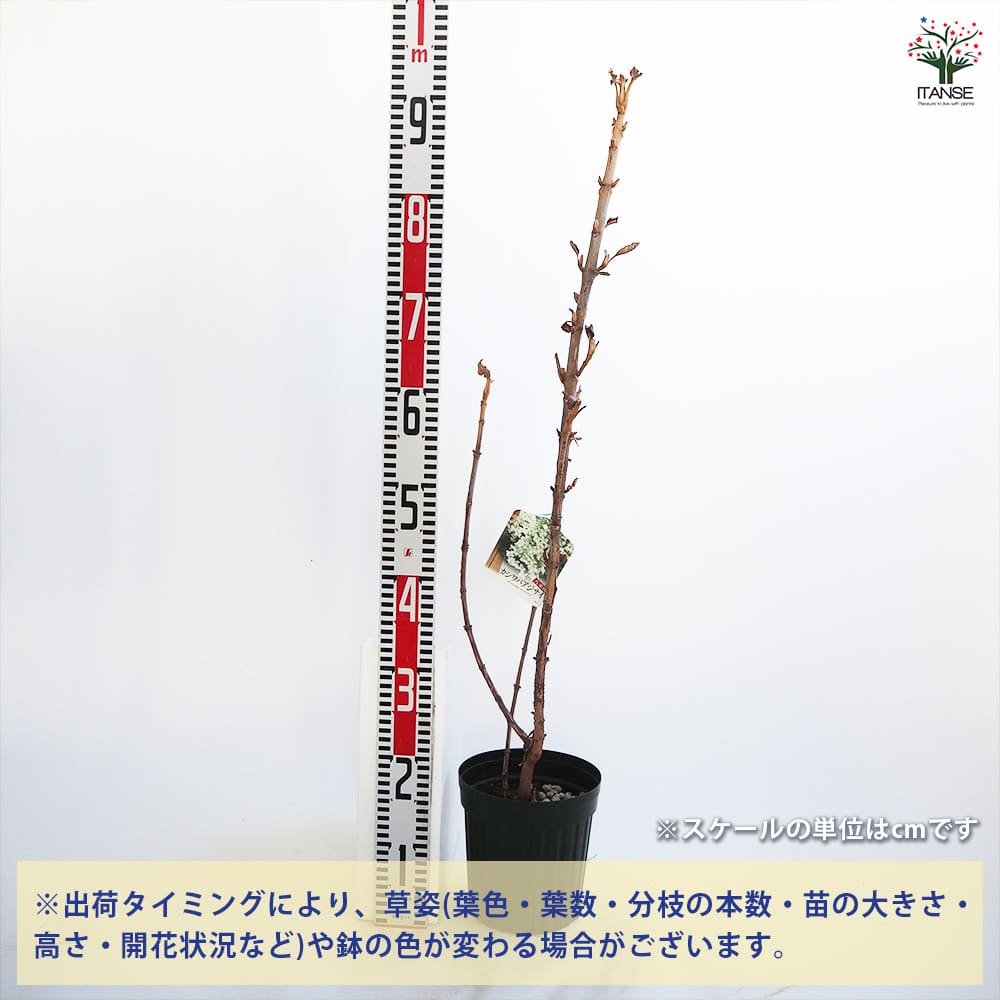 カシワバアジサイ 八重咲き 【花木苗 4号／1個売り】｜ 【植物の