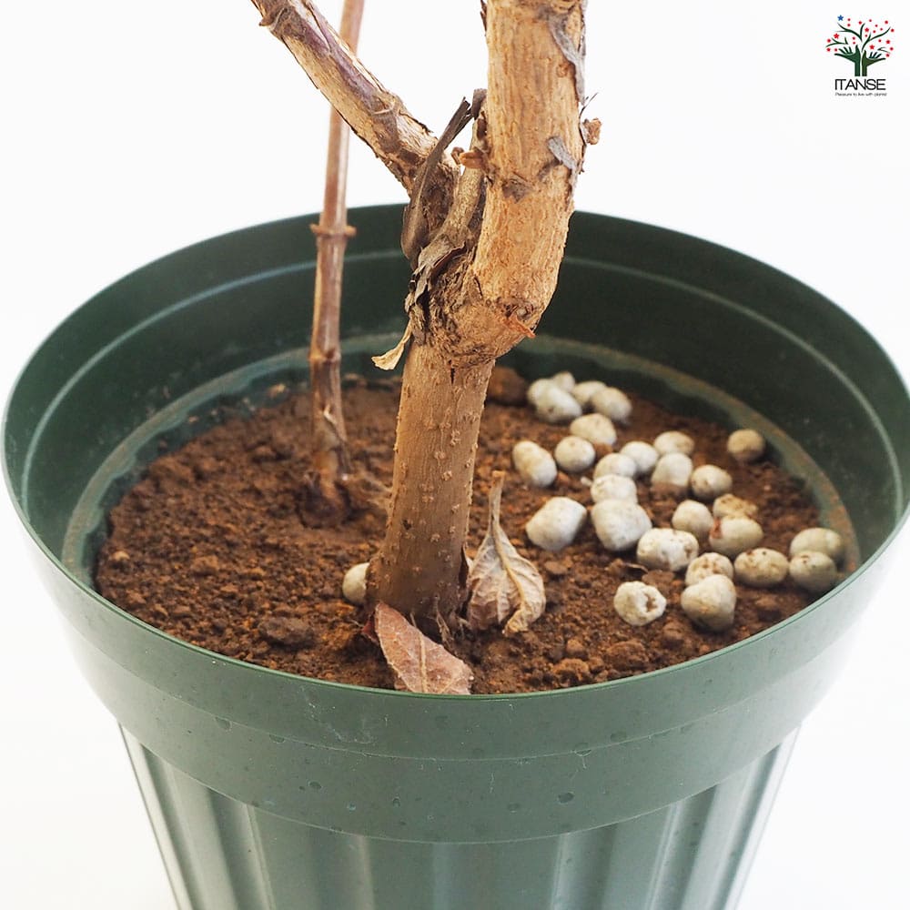 カシワバアジサイ 八重咲き 【花木苗 4号／1個売り】｜ 【植物の