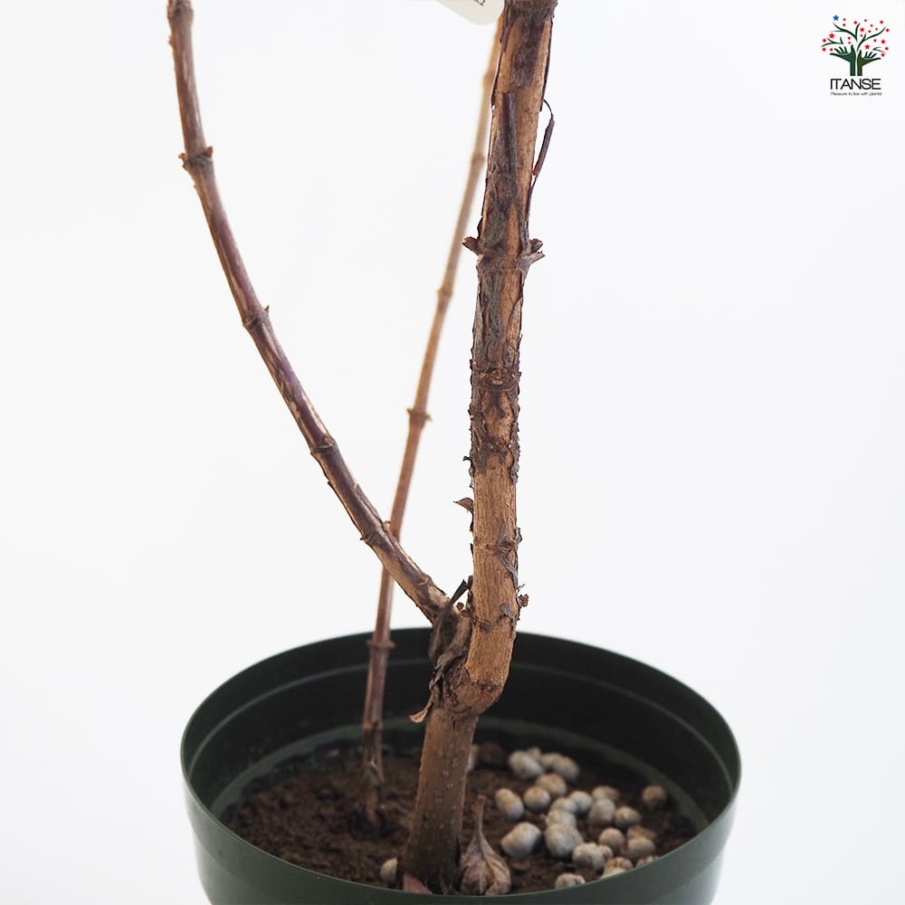 カシワバアジサイ 八重咲き 【花木苗 4号／1個売り】｜ 【植物の
