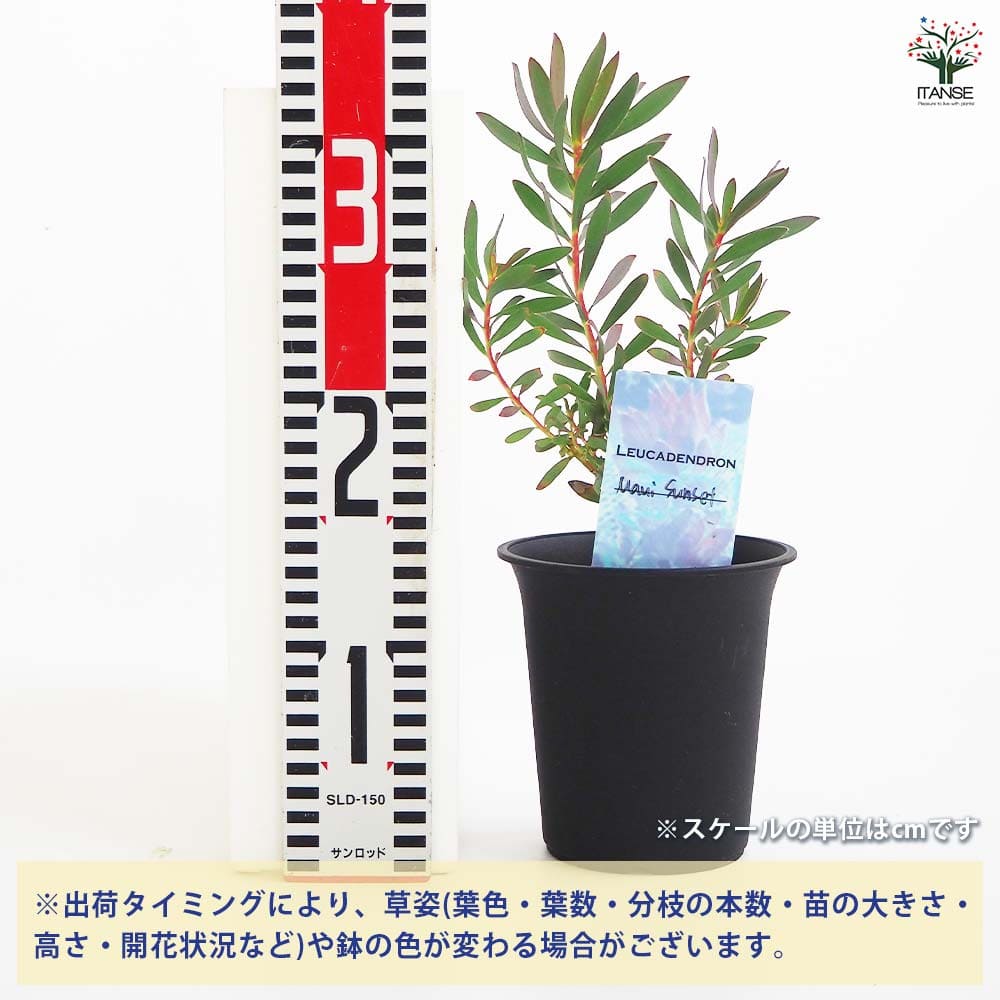 リューカデンドロン マウイサンセット 【花木苗 4号／1個売り