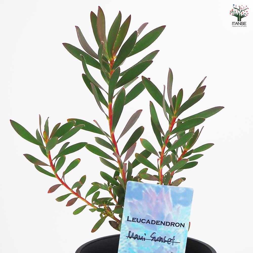 リューカデンドロン マウイサンセット 【花木苗 4号／1個売り