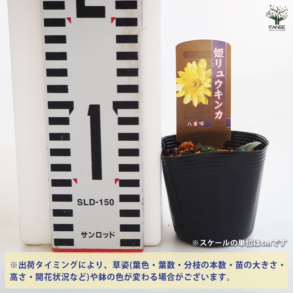 ヒメリュウキンカ 八重咲 【花苗 2.5号】｜ 【植物のITANSE