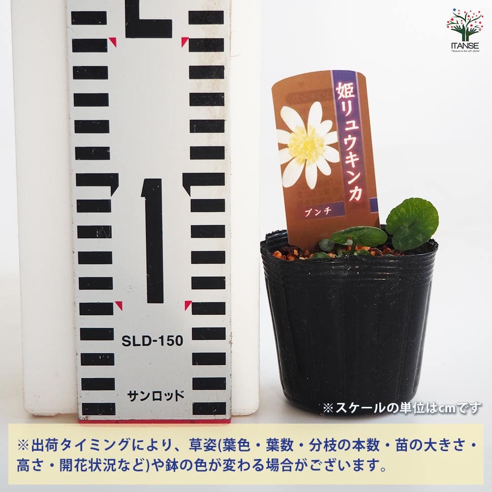 ヒメリュウキンカ ブンチ 【花苗 2.5号】｜ 【植物のITANSE