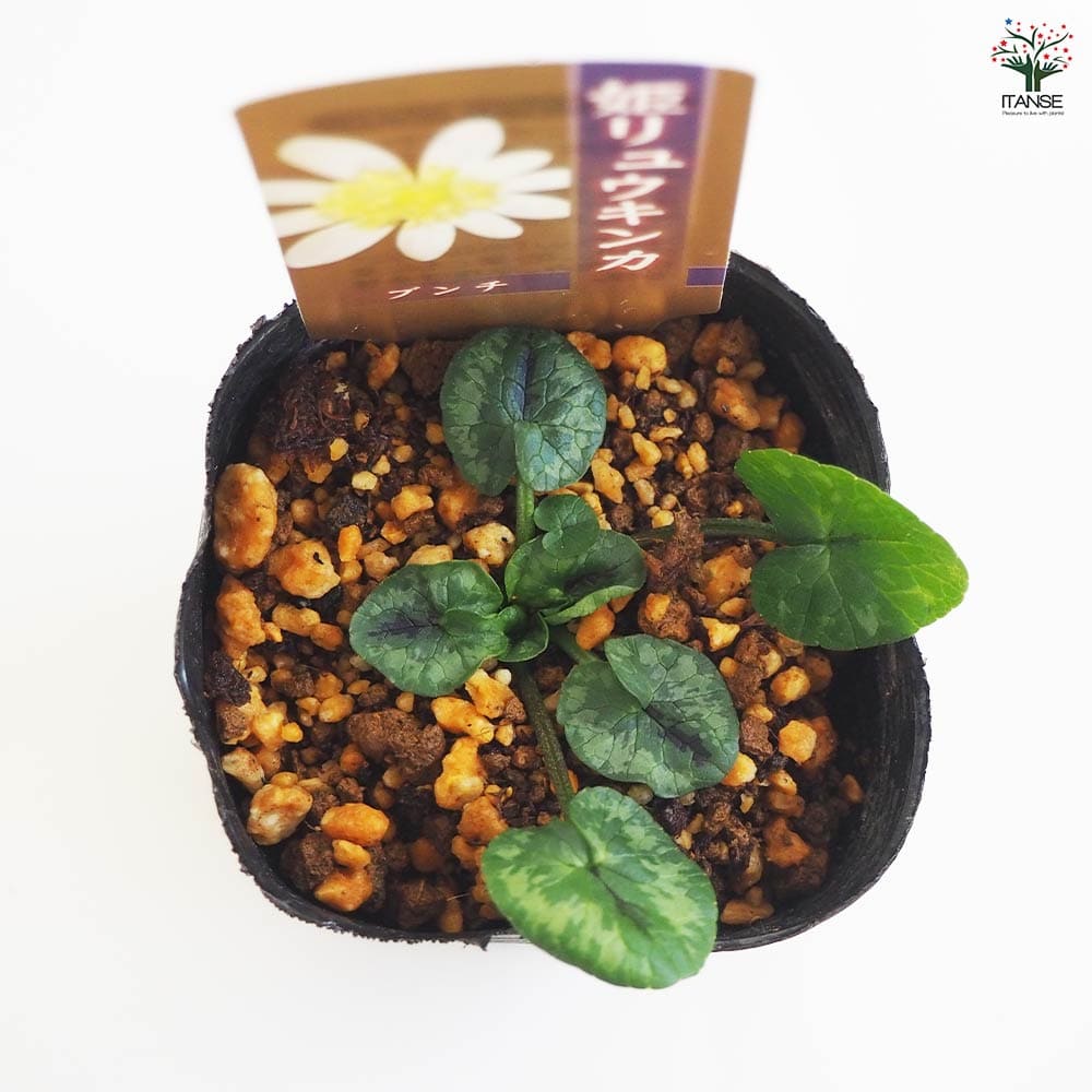 ヒメリュウキンカ ブンチ 【花苗 2.5号】｜ 【植物のITANSE