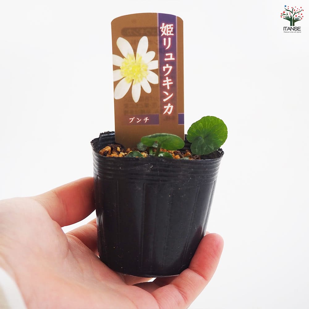 ヒメリュウキンカ ブンチ 【花苗 2.5号】｜ 【植物のITANSE