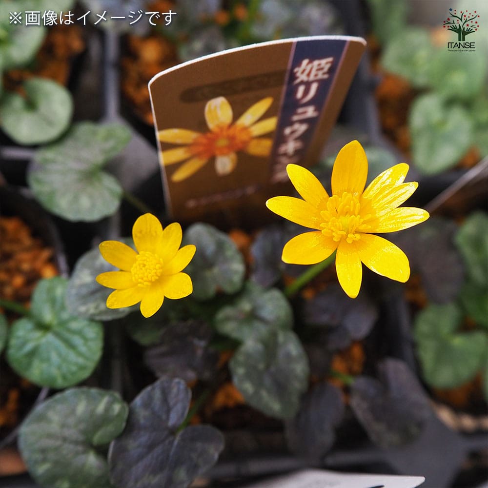ヒメリュウキンカ カッパーノブ 【花苗 2.5号】｜ 【植物の