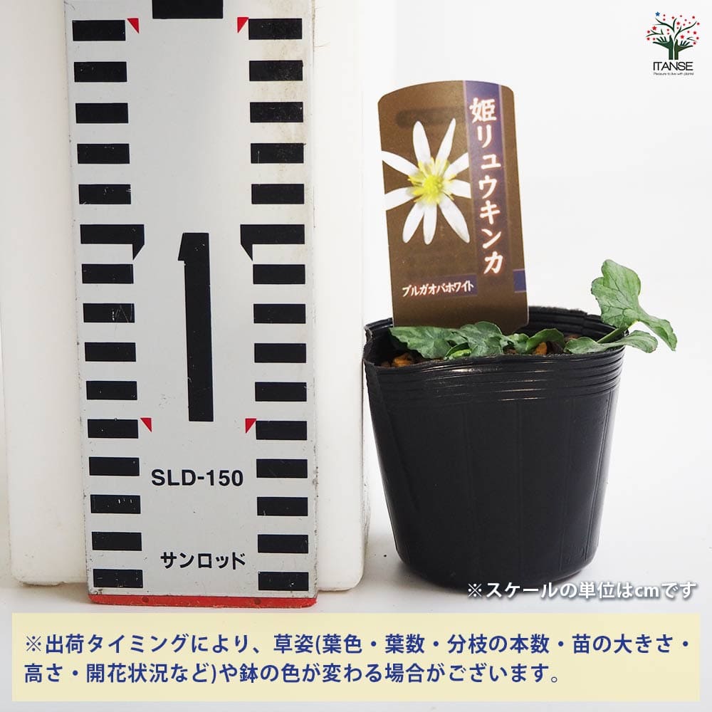 ヒメリュウキンカ ブルガオバホワイト 【花苗 2.5号】｜ 【植物の