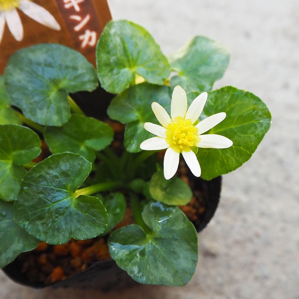 ヒメリュウキンカ ブルガオバホワイト 【花苗 2.5号】｜ 【植物の