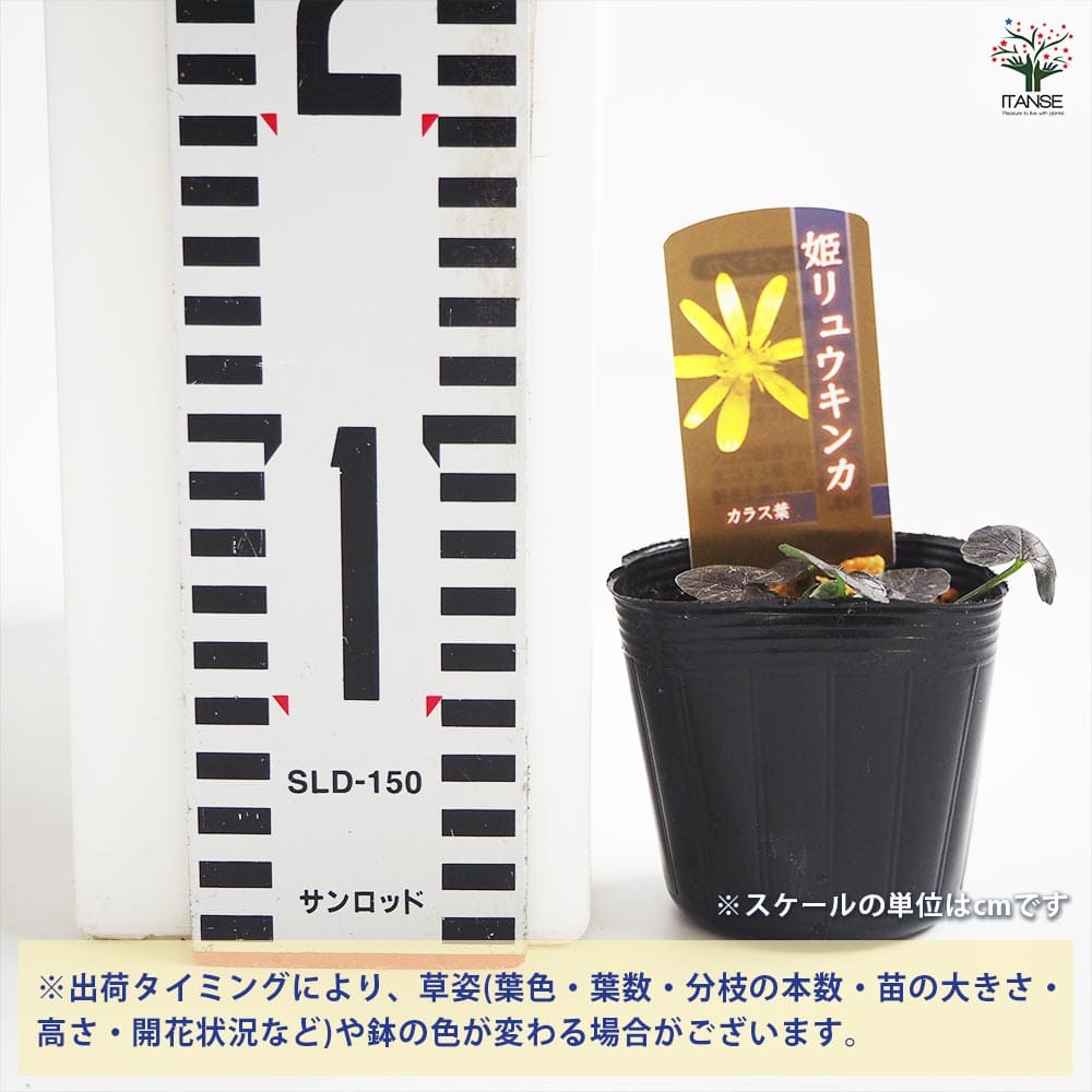 カラスバヒメリュウキンカ苗 球根 カラス葉姫立金花 ヒメリュウキンカ カラス葉 【花苗 2.5号】｜ 【植物のITANSE