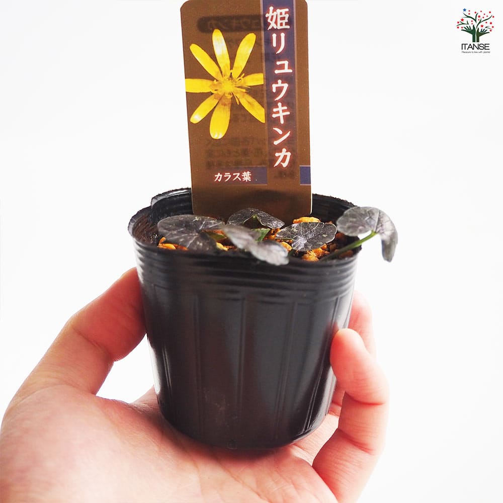 ヒメリュウキンカ カラス葉 【花苗 2.5号】｜ 【植物のITANSE