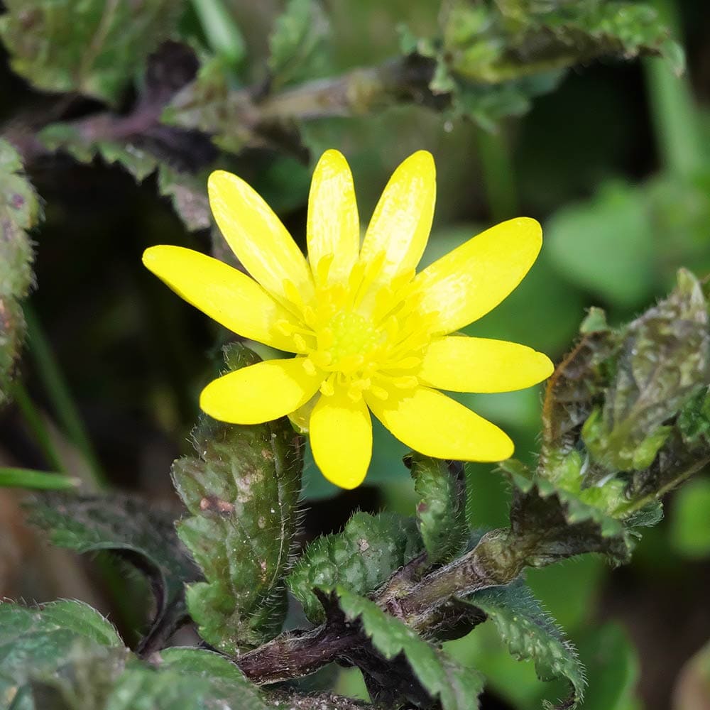 ヒメリュウキンカ カラス葉 【花苗 2.5号】｜ 【植物のITANSE