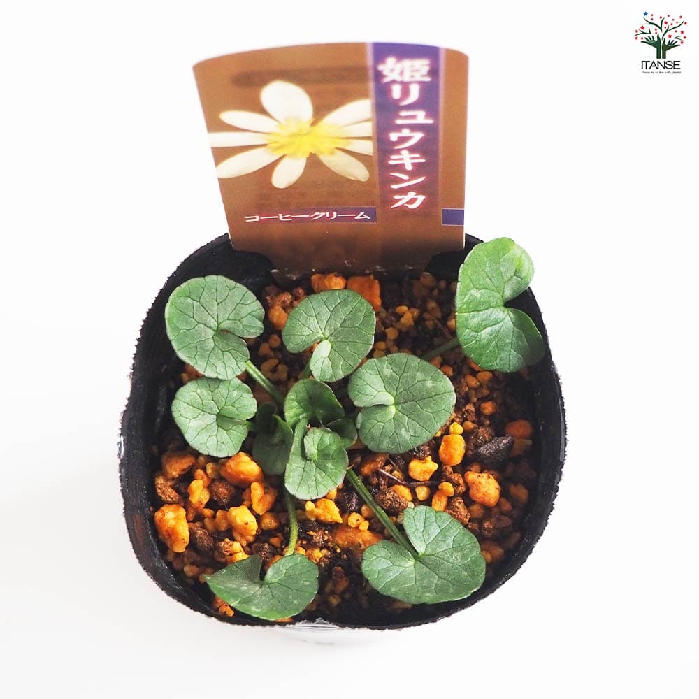 ヒメリュウキンカ コーヒークリーム 【花苗 2.5号】｜ 【植物の