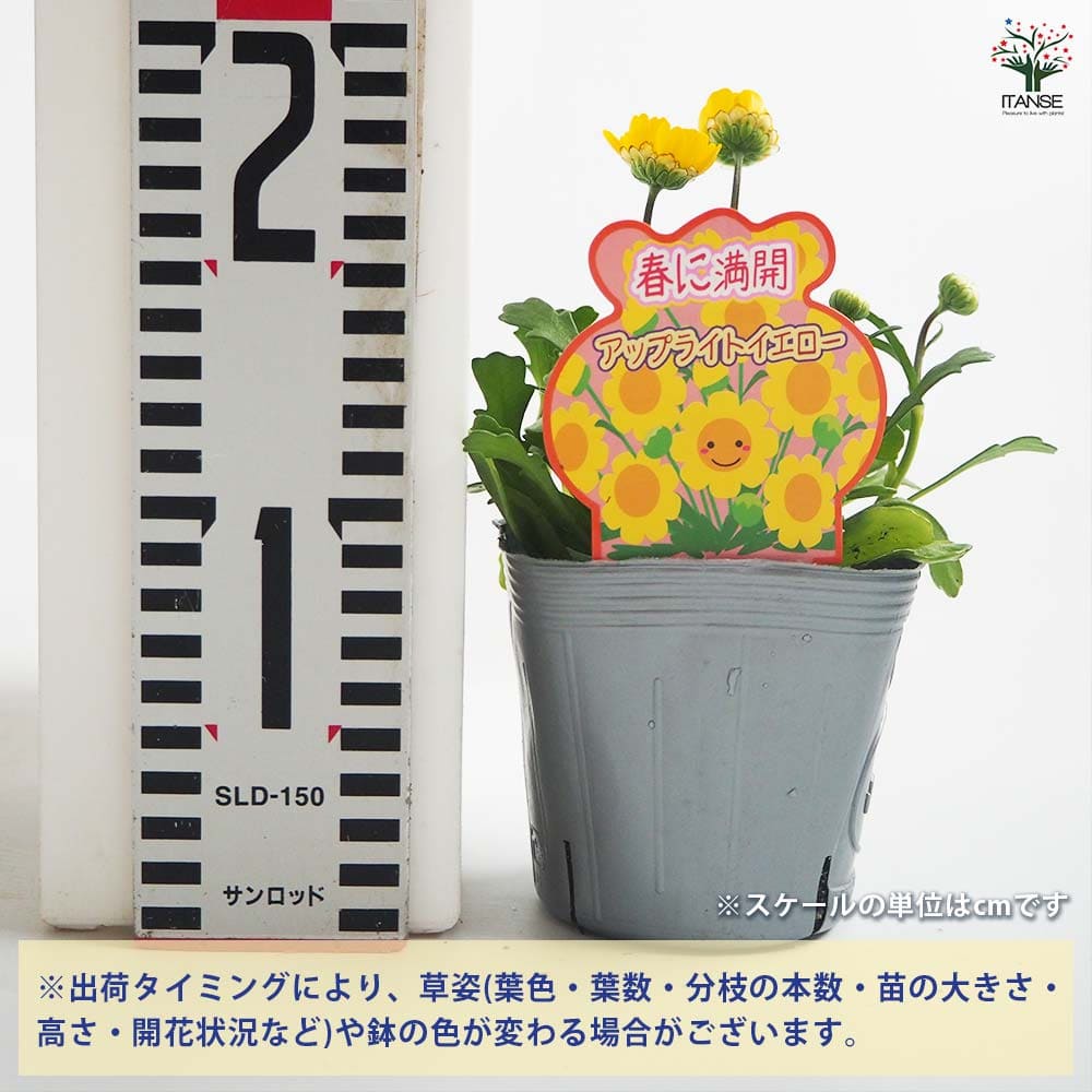 クリサンセマム アップライトイエロー 【花苗 3.5号】｜ 【植物の