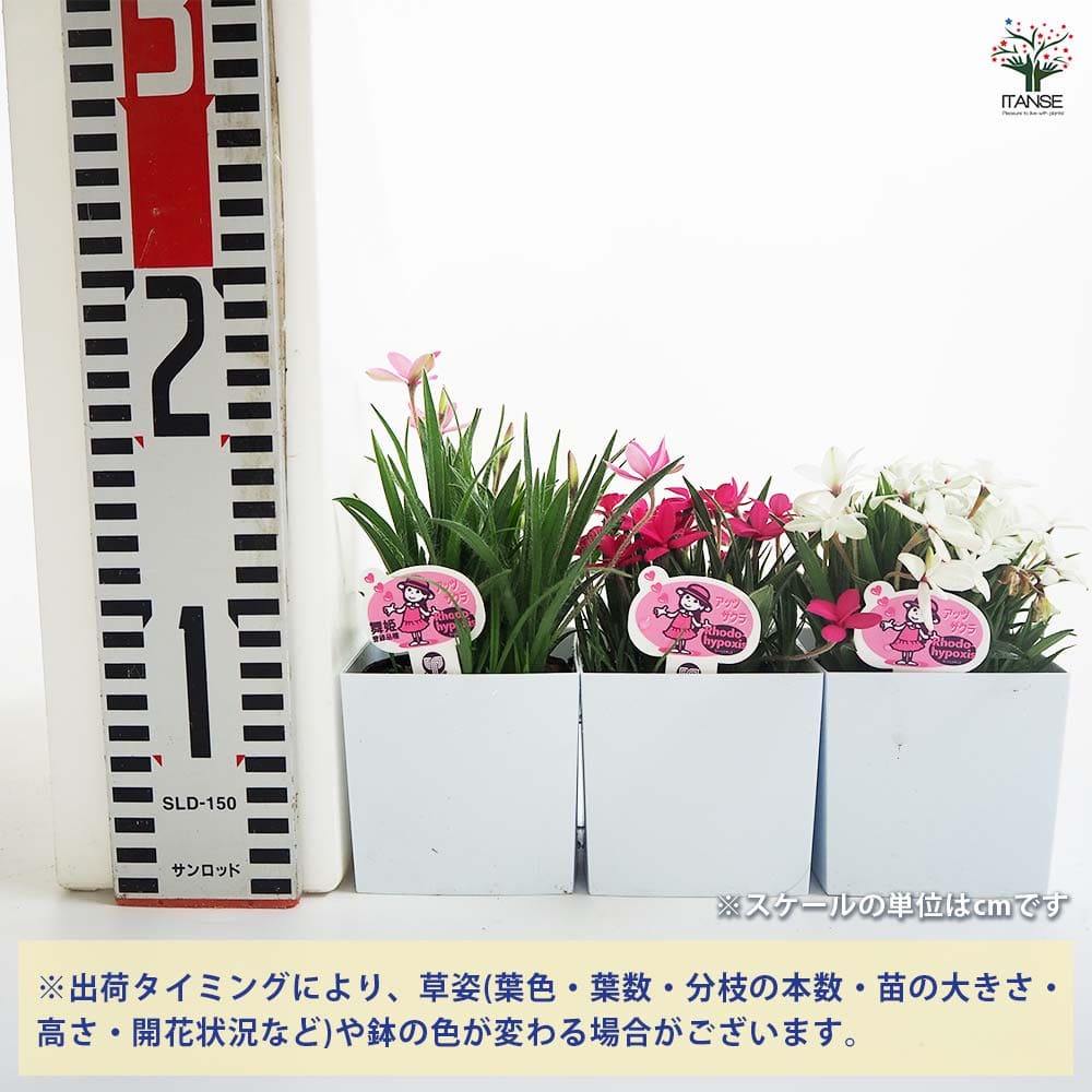 アッツ桜 舞姫 花色mix 【花苗 3号】｜ 【植物のITANSE】全品