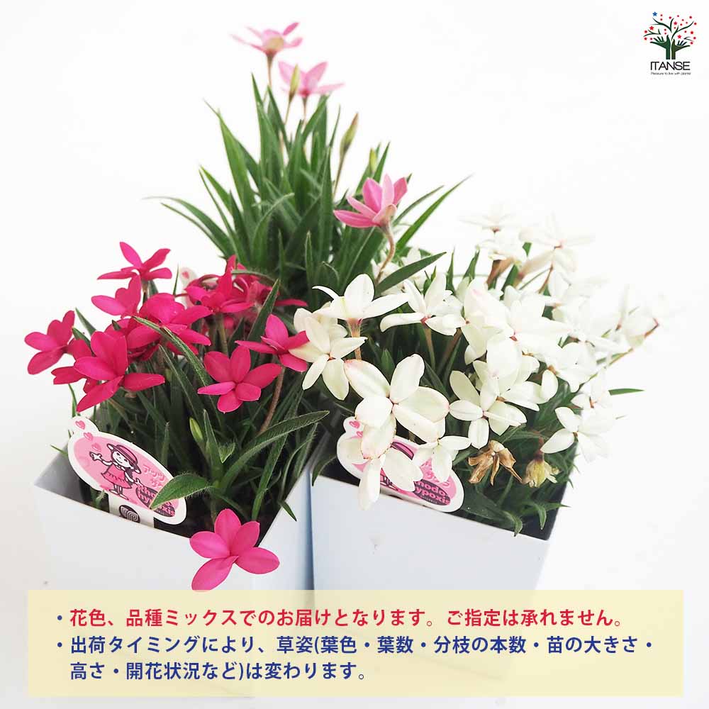 アッツ桜 舞姫 花色mix 【花苗 3号】｜ 【植物のITANSE】全品