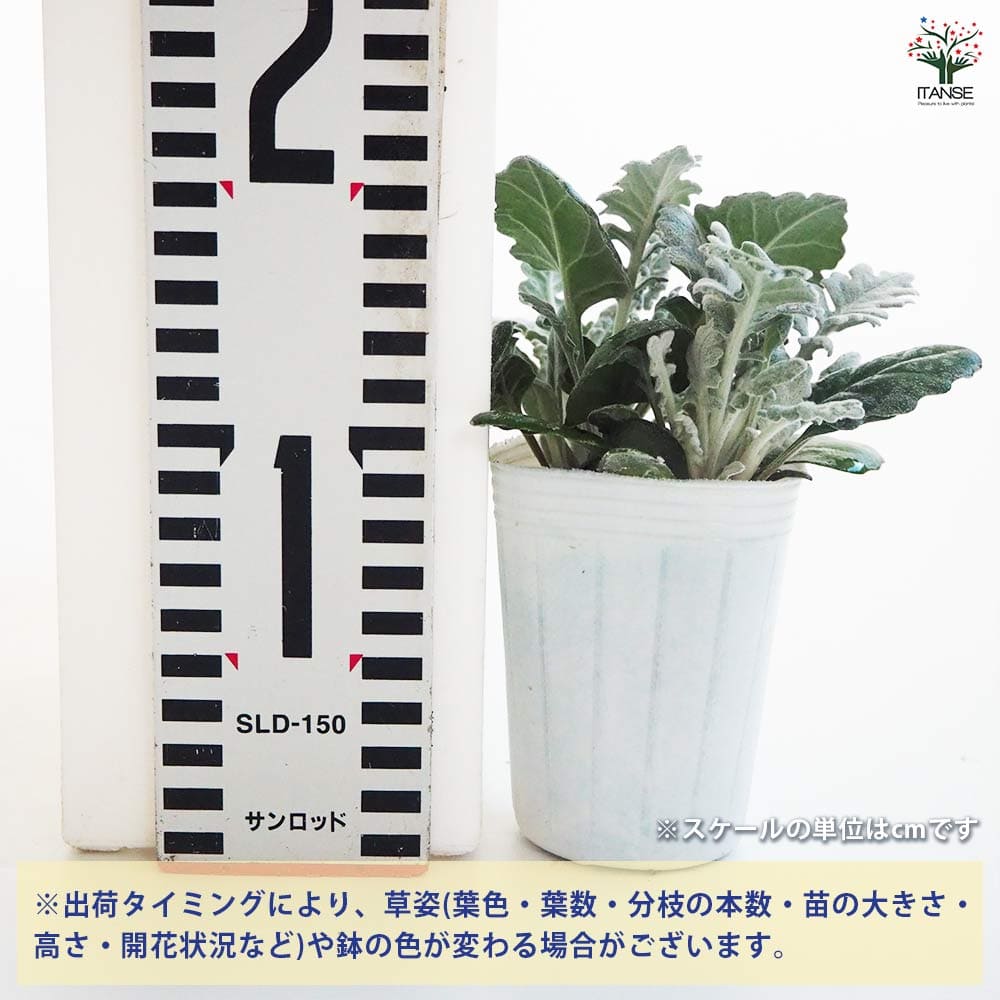 ダスティミラー シルバーダスト2個～ 【花苗 2.5号】｜ 【植物の