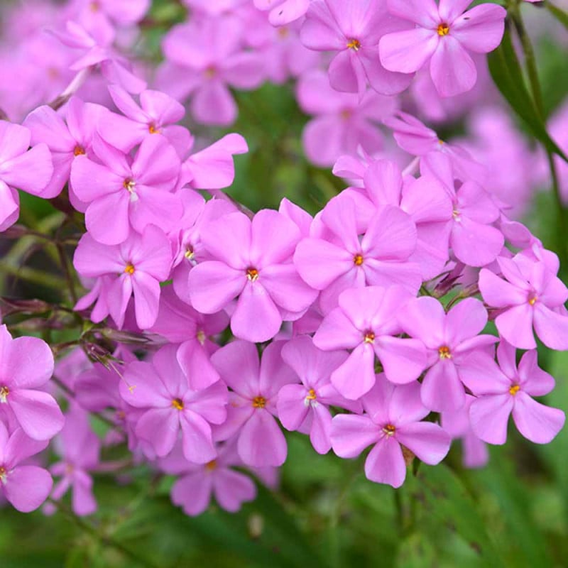 椿　太郎冠者　ご予約品 椿 太郎冠者 ご予約品 - メルカリ