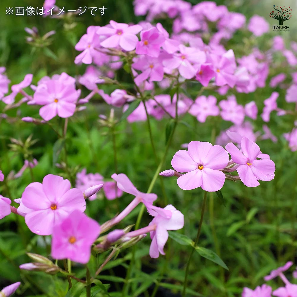 花35 フロックス カロリナビルベイカー 【花苗 3.5号】｜ 【植物の
