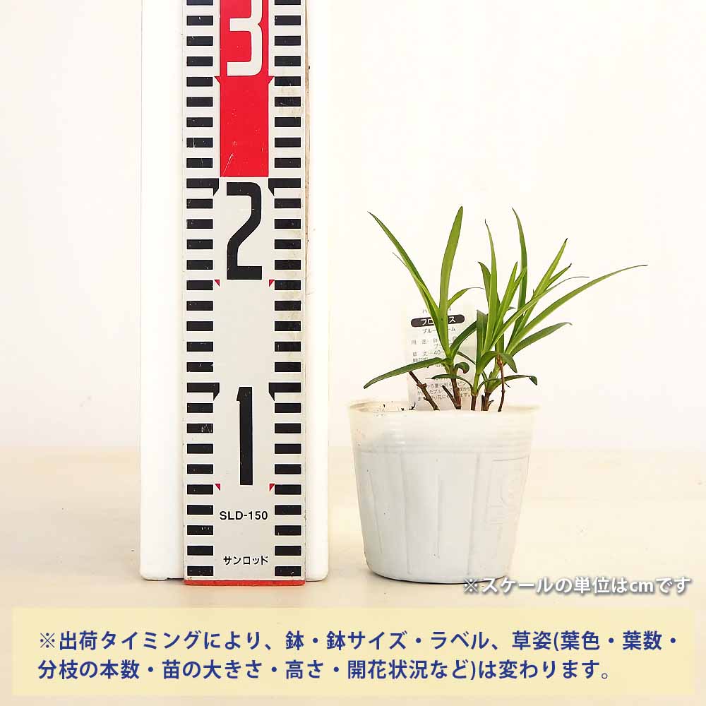 フロックス ブルーフレーム 【花苗 3.5号】｜ 【植物のITANSE