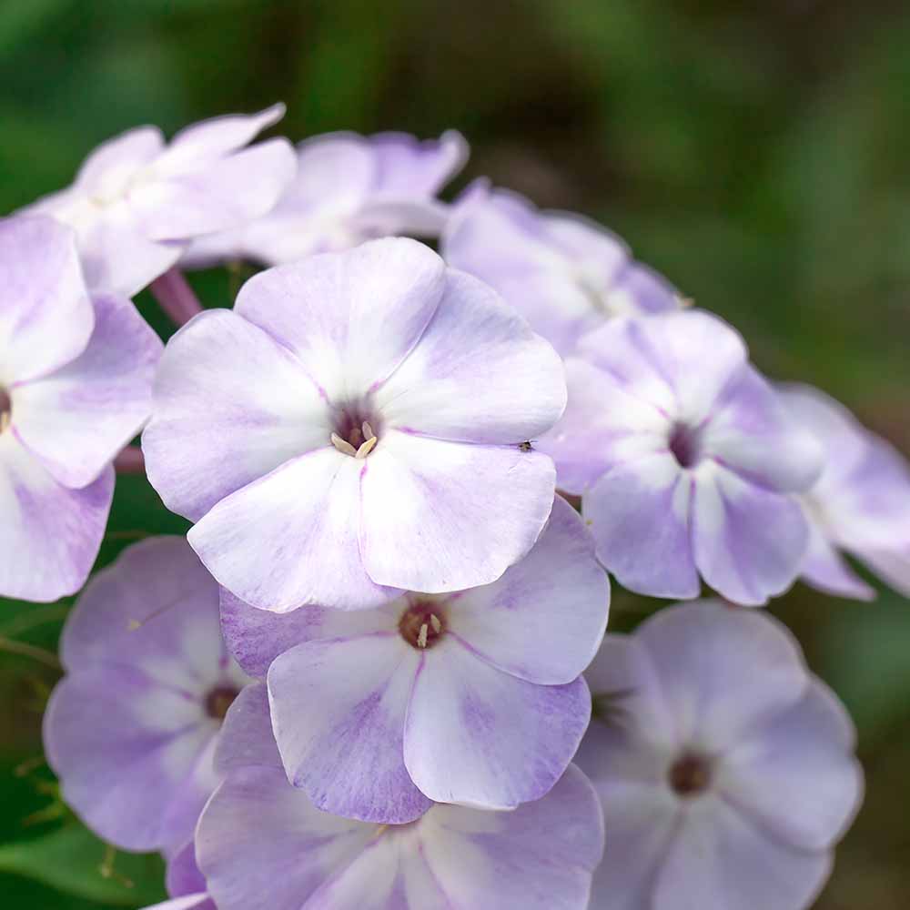 フロックス ブルーフレーム 【花苗 3.5号】｜ 【植物のITANSE