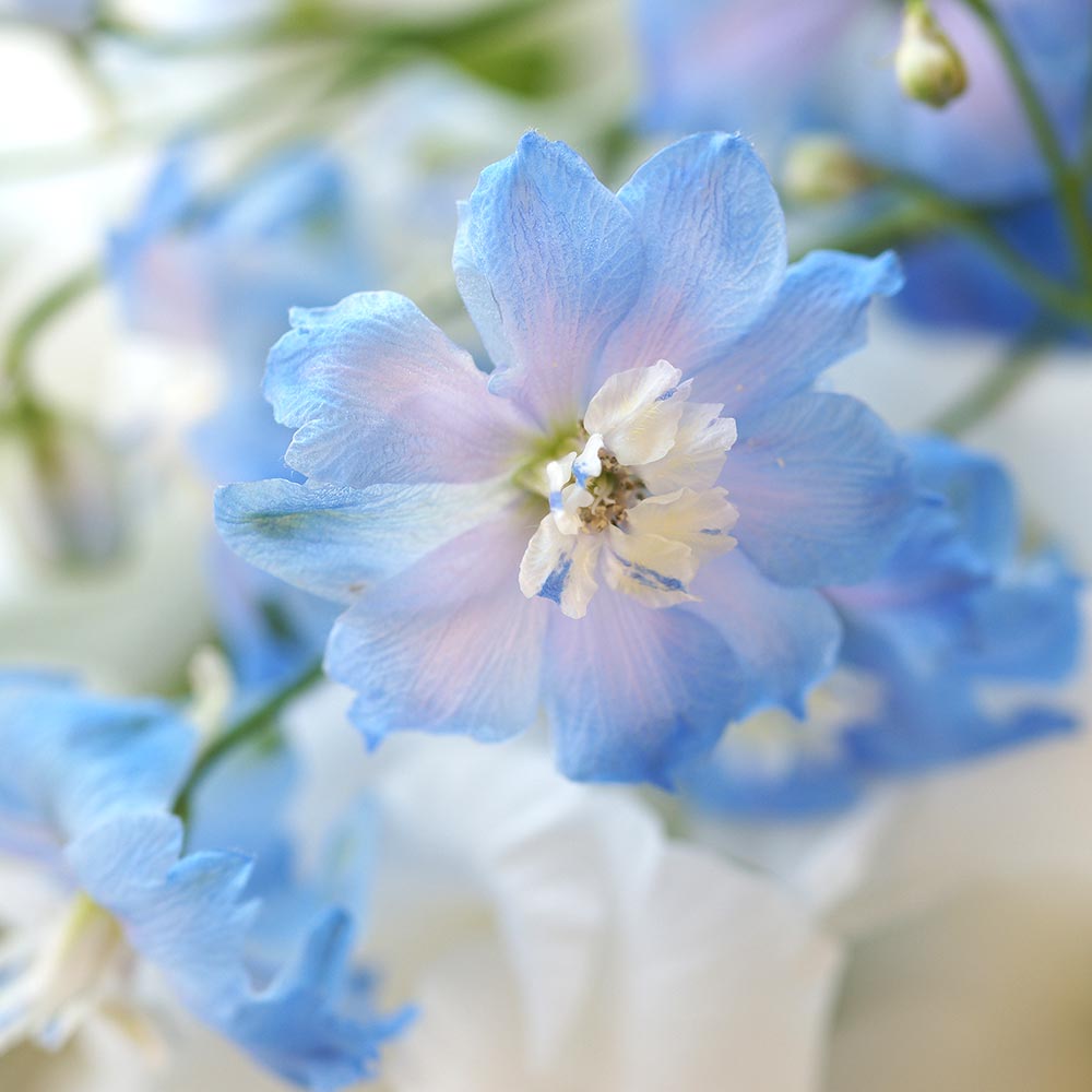 ブルーkikiki様 デルフィニウム ハンキー スカイブルー 【花苗 3号】｜ 【植物の