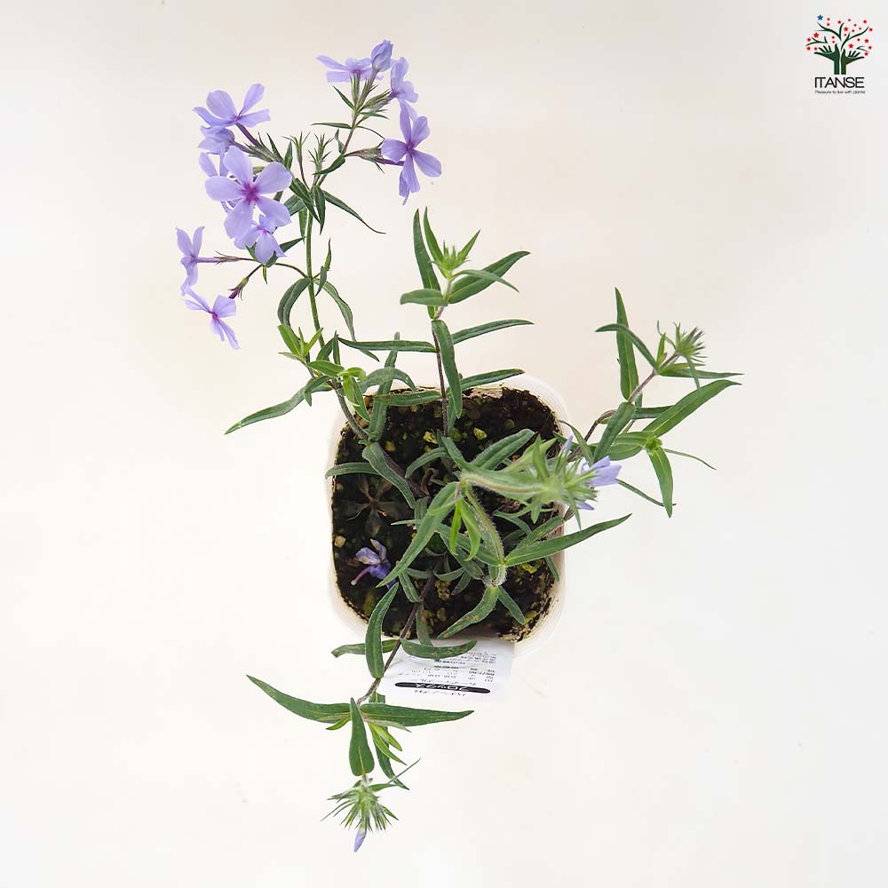 フロックス ムーディーブルー 【花苗 3.5号】｜ 【植物のITANSE