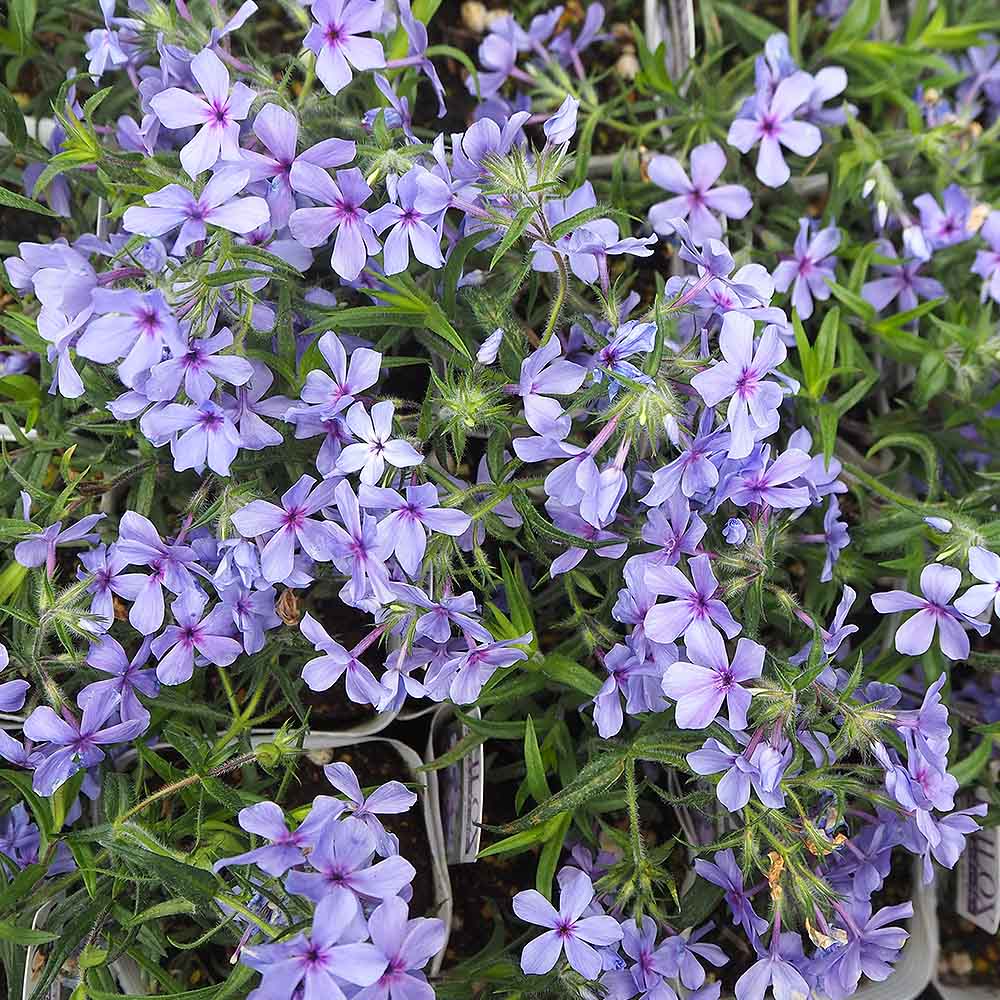 フロックス ムーディーブルー 【花苗 3.5号】｜ 【植物のITANSE