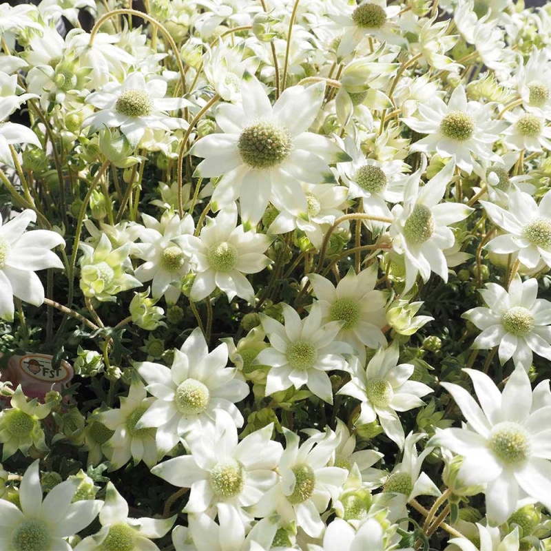 フランネルフラワー フェアリーホワイト 【花苗 3.5号】｜ 【植物の