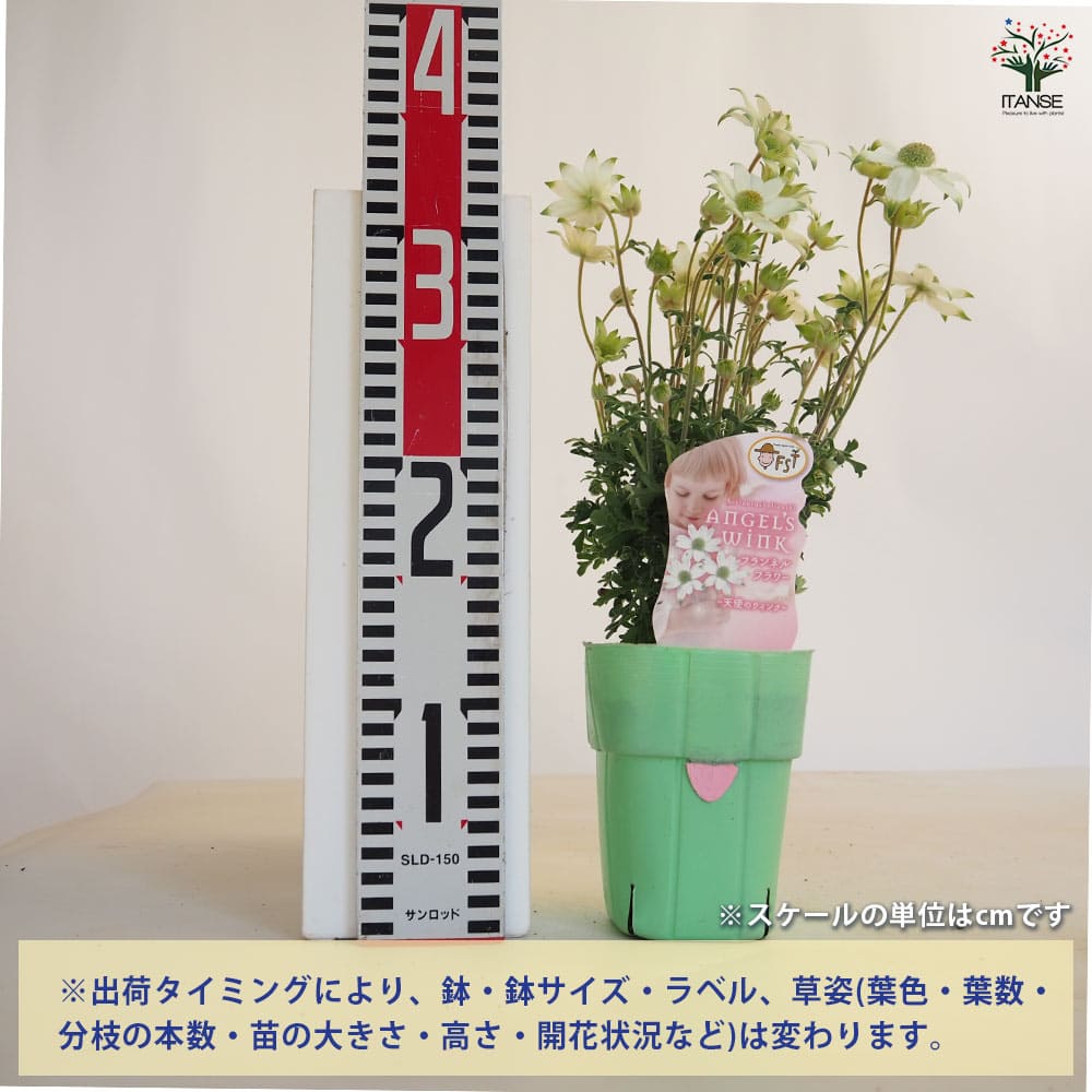 フランネルフラワー 天使のウィンク 【花苗 3.5号】｜ 【植物の