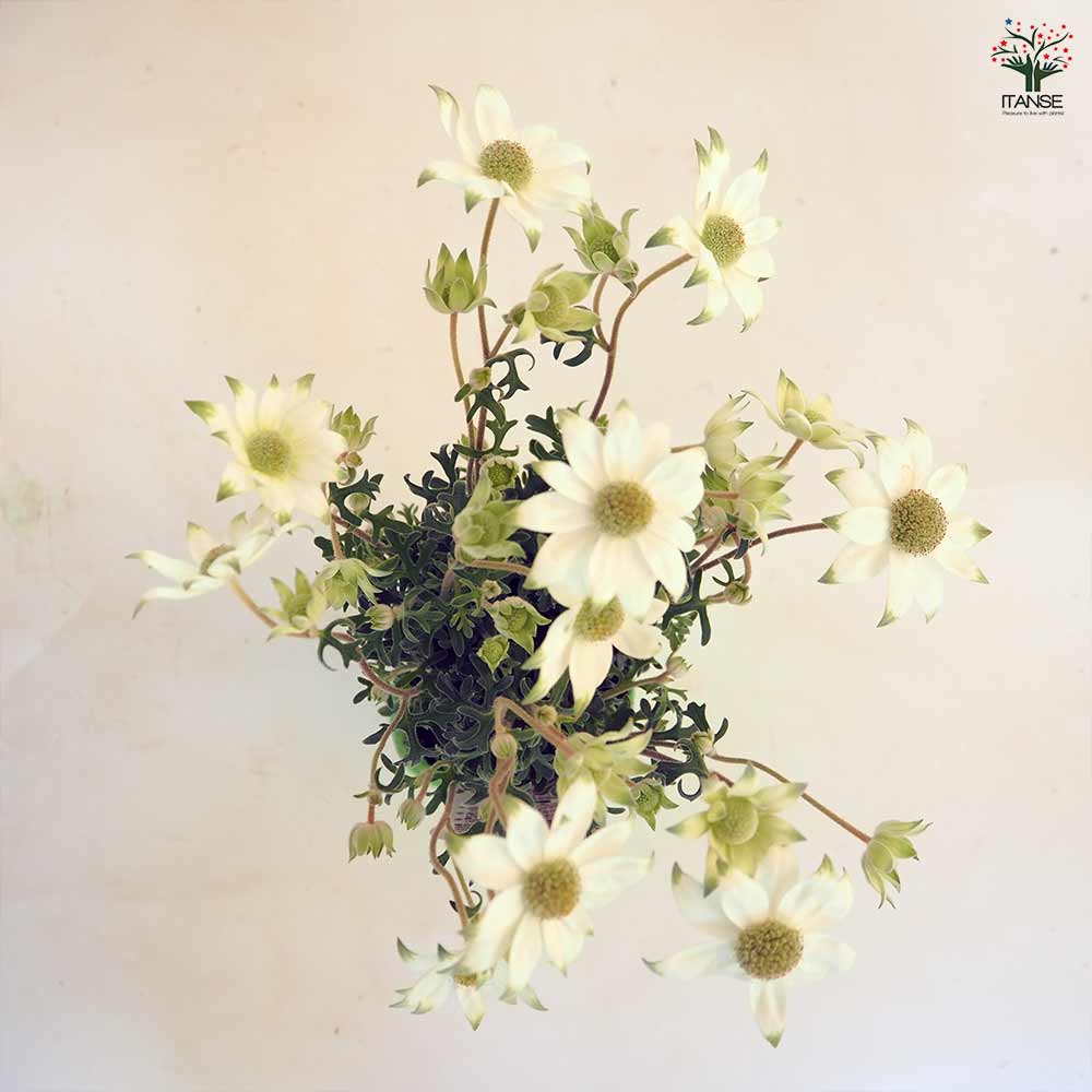 フランネルフラワー 天使のウィンク 【花苗 3.5号】｜ 【植物の