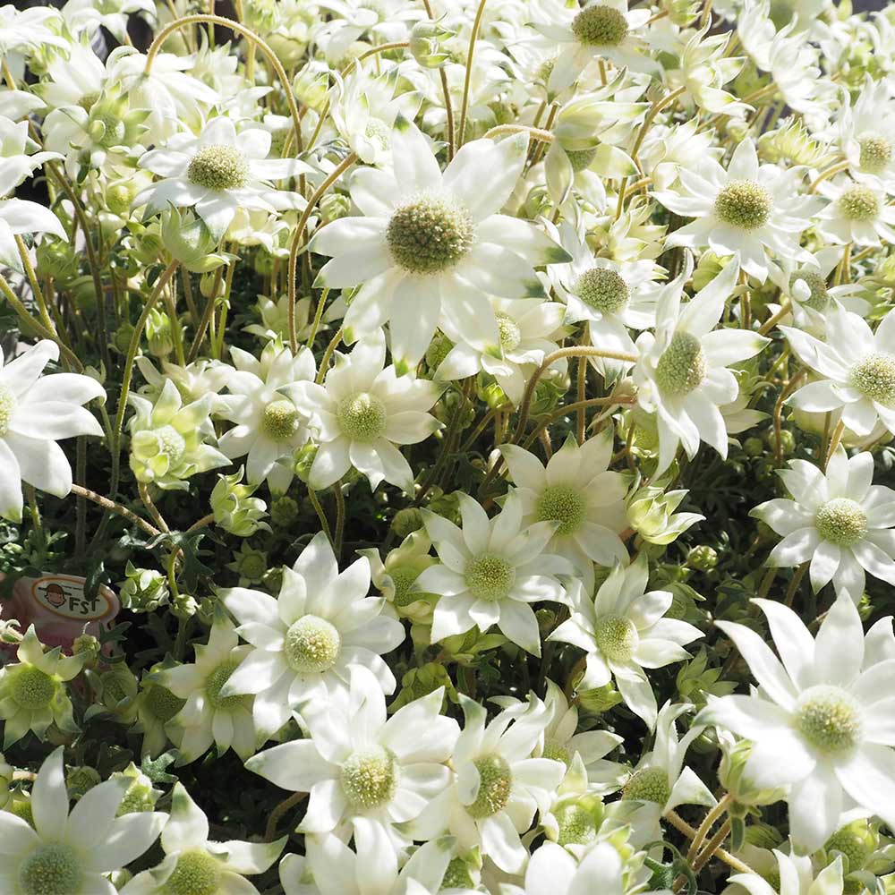 フランネルフラワー 天使のウィンク 【花苗 3.5号】