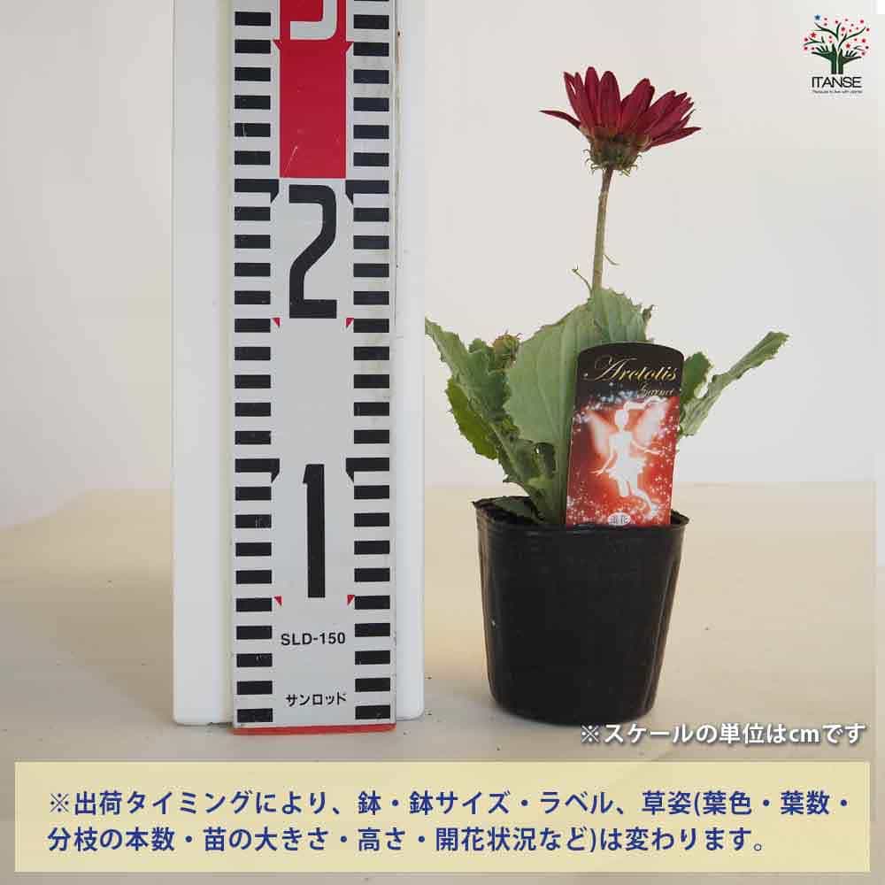 アークトチス ガーネット 【花苗 3号】｜ 【植物のITANSE】全品