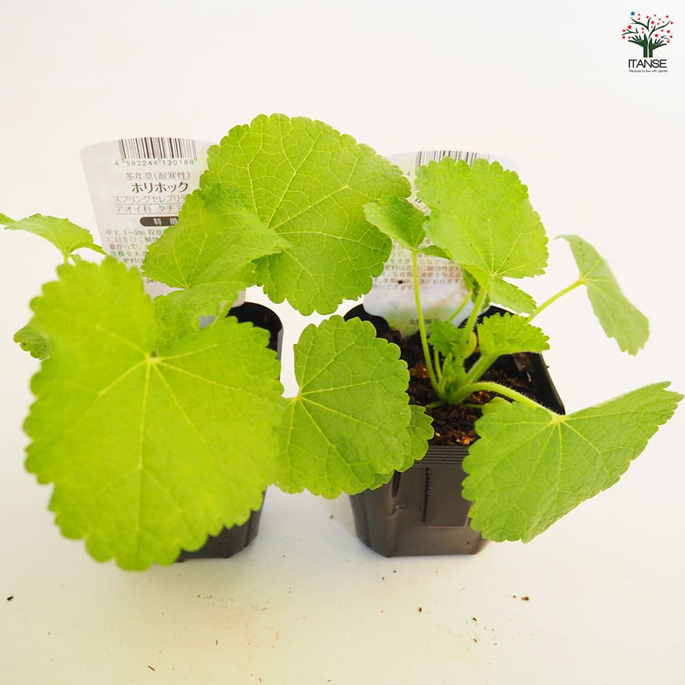 ホリホック スプリングセレブ ライラック 【花苗 3号】｜ 【植物の