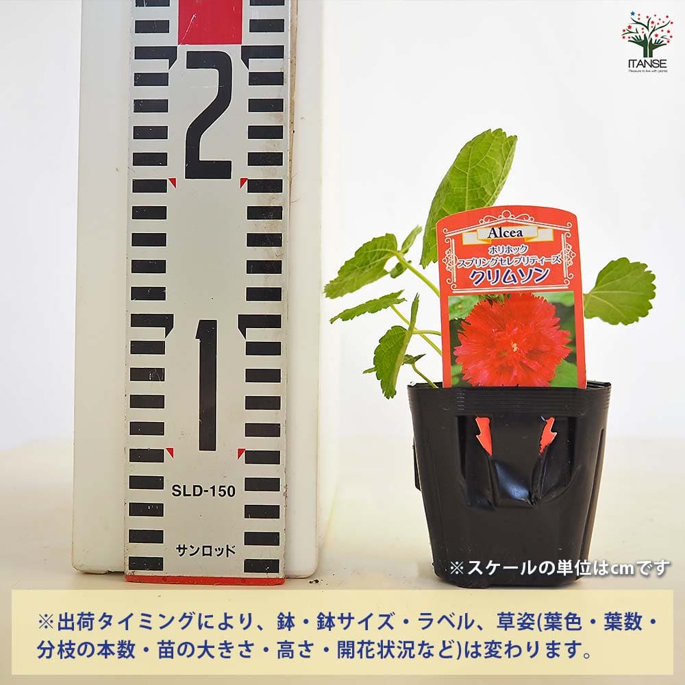 ホリホック スプリングセレブ クリムソン 【花苗 3号】｜ 【植物の