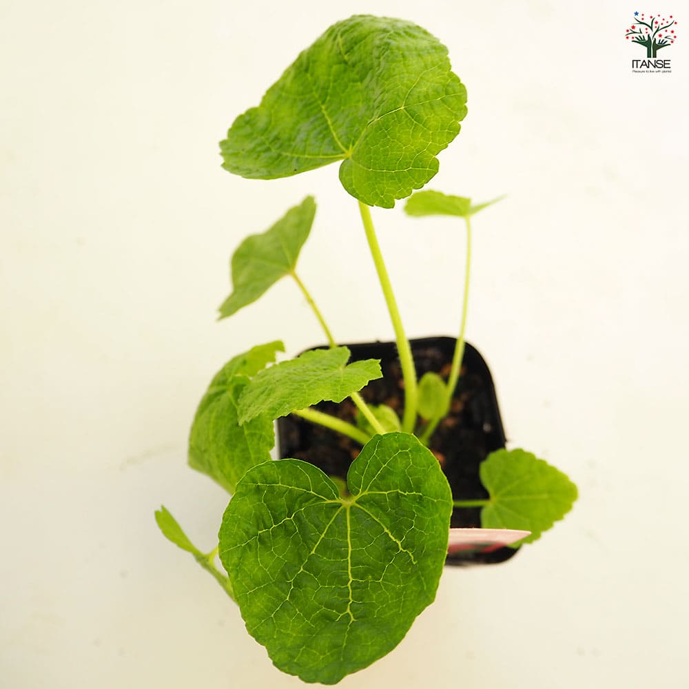 ホリホック スプリングセレブ クリムソン 【花苗 3号】｜ 【植物の