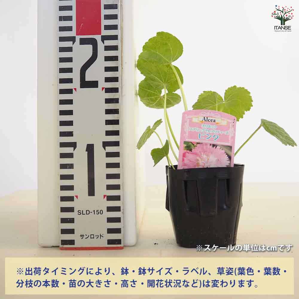 ホリホック スプリングセレブ ピンク 【花苗 3号】| 【植物の ホリホック スプリングセレブ ピンク 【花苗 3号】| 【植物の