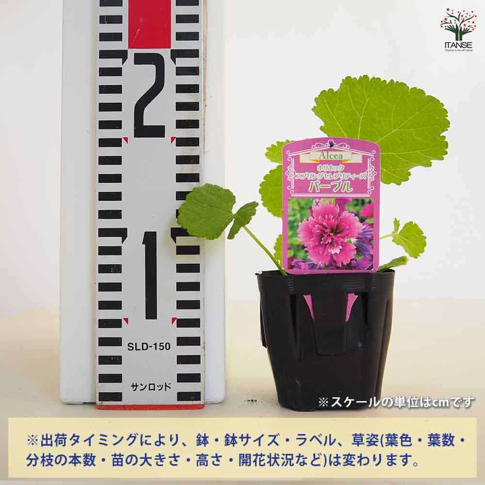 パープルボンボン カット苗 多肉植物 宅急便発送 パープルボンボン