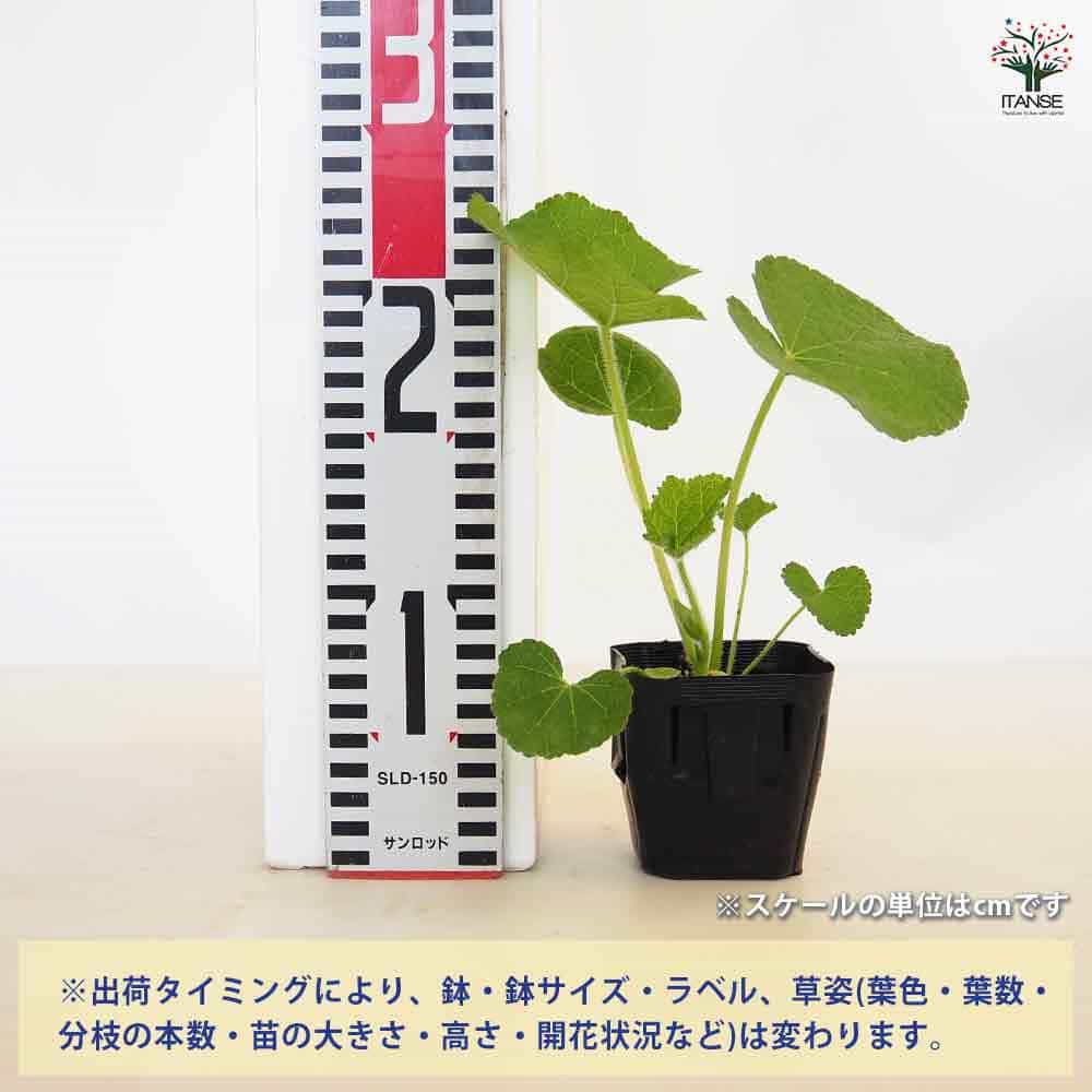 ラブリーボンボン　カット苗　多肉植物　宅急便発送 ラブリーボンボン カット苗 多肉植物 宅急便発送 2025年最新】多肉植物