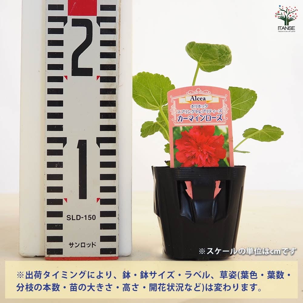 ホリホック スプリングセレブ カーマインローズ 【花苗 3号】｜ 【植物